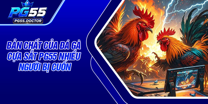 Bản Chất Của Đá Gà Cựa Sắt PG55 Nhiều Người Bị Cuốn